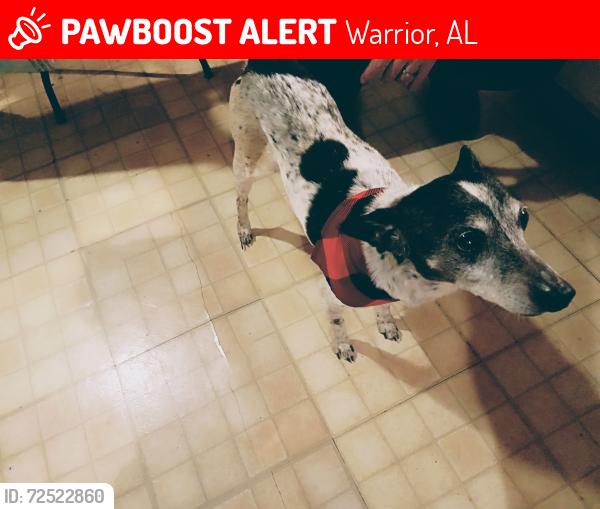 Lost Male Dog last seen Sloans building supply, Warrior, AL 35180