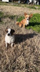 Lost Male Dog last seen Avenue A, South Houston, TX 77587