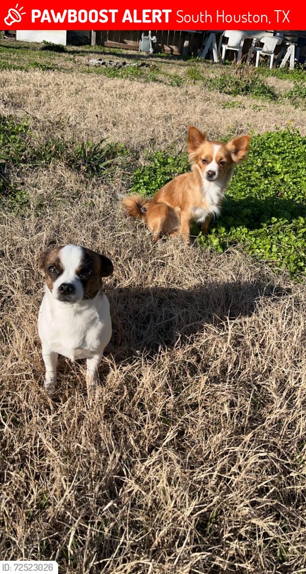 Lost Male Dog last seen Avenue A, South Houston, TX 77587