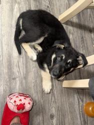 Found/Stray Male Dog last seen Red Bud , close to park, Balch Springs, TX 75180