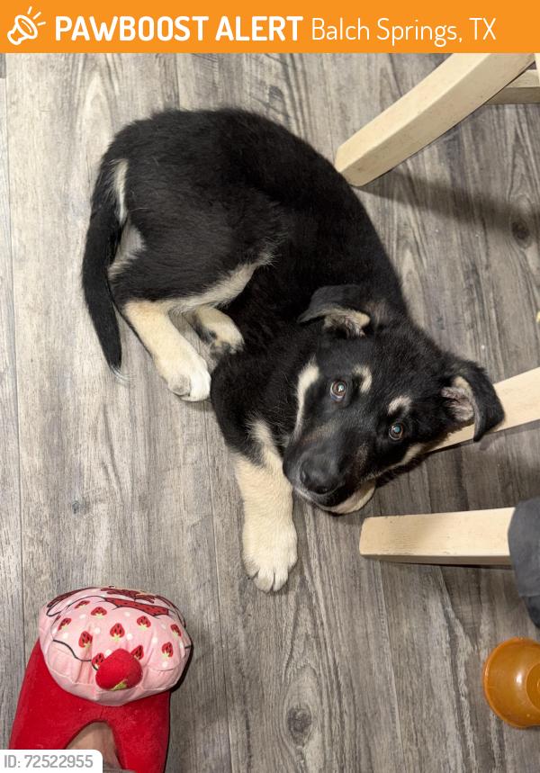 Found/Stray Male Dog last seen Red Bud , close to park, Balch Springs, TX 75180