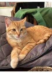 Lost Male Cat last seen Near old Leeds court, Birmingham, AL 35213