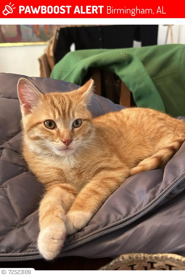 Lost Male Cat last seen Near old Leeds court, Birmingham, AL 35213