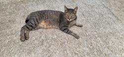 Lost Male Cat last seen windsor forest , Milton, FL 32571