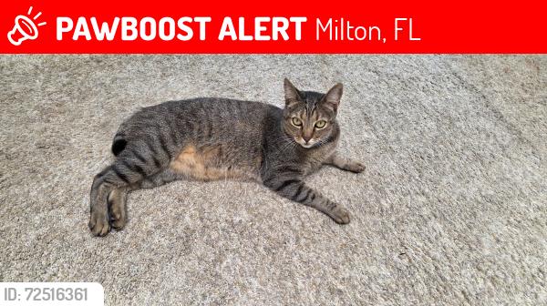 Lost Male Cat last seen windsor forest , Milton, FL 32571