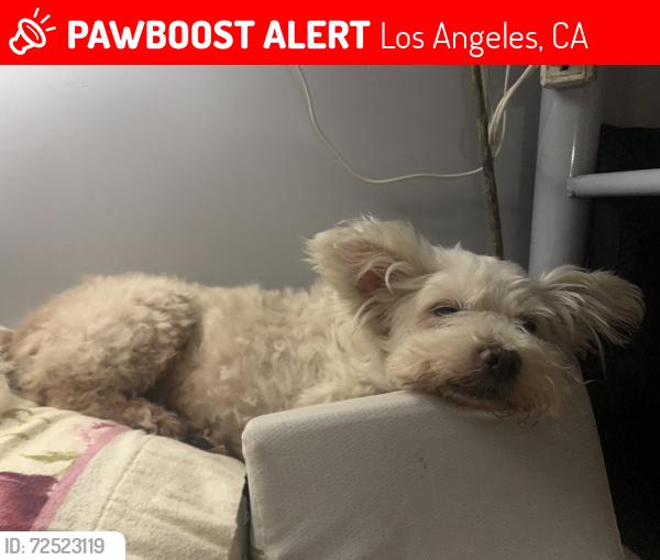 Lost Female Dog last seen 54th / San Pedro , Los Angeles, CA 90011