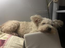 Lost Female Dog last seen 54th / San Pedro , Los Angeles, CA 90011