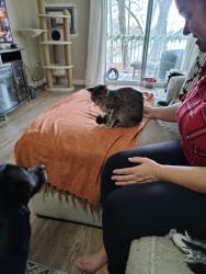 Lost Female Cat last seen Commissioner's Rd west and Stephen st, London, ON N6K 1E3