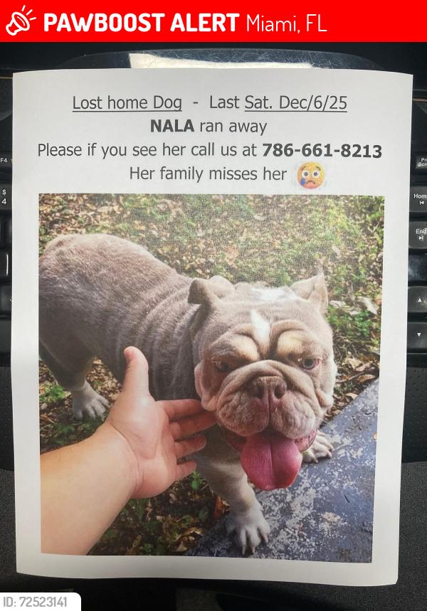Lost Female Dog last seen Near Street, Miami, FL 33127