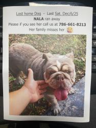 Lost Female Dog last seen Near Street, Miami, FL 33127