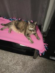 Lost Female Cat last seen Kenridge Drive, Villa Hills, KY 41017