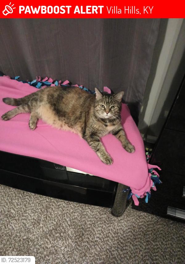 Lost Female Cat last seen Kenridge Drive, Villa Hills, KY 41017