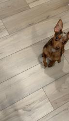 Lost Male Dog last seen Wild heron by Walmart , Valrico, FL 33596