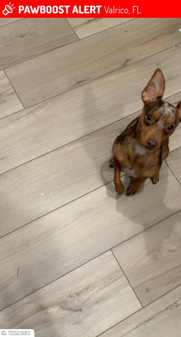 Lost Male Dog last seen Wild heron by Walmart , Valrico, FL 33596