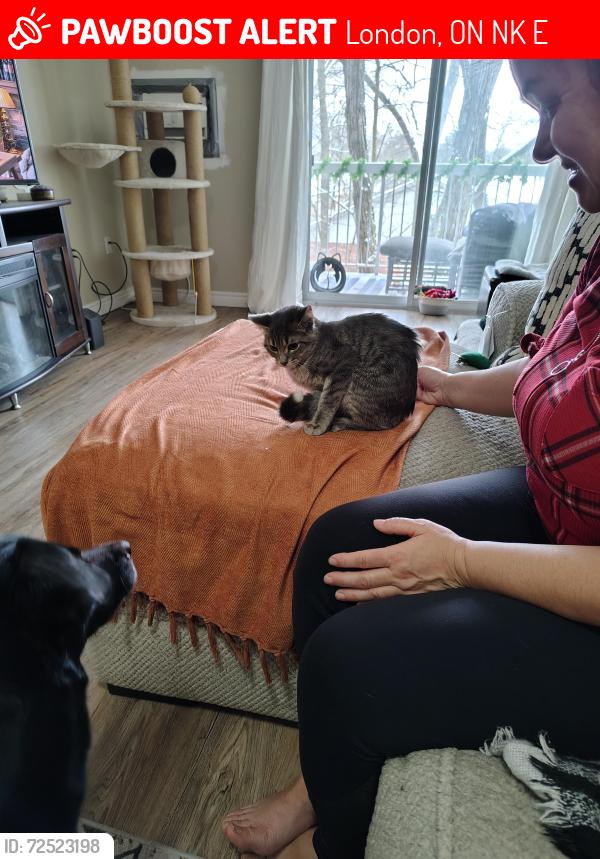 Lost Female Cat last seen Commissioner's Rd west and Stephen st , London, ON N6K 1E3