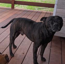 Lost Male Dog last seen Pine Camp Rd and Old Gympie Rd, Beerwah, QLD 4519