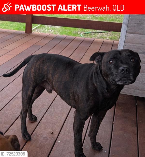 Lost Male Dog last seen Pine Camp Rd and Old Gympie Rd, Beerwah, QLD 4519