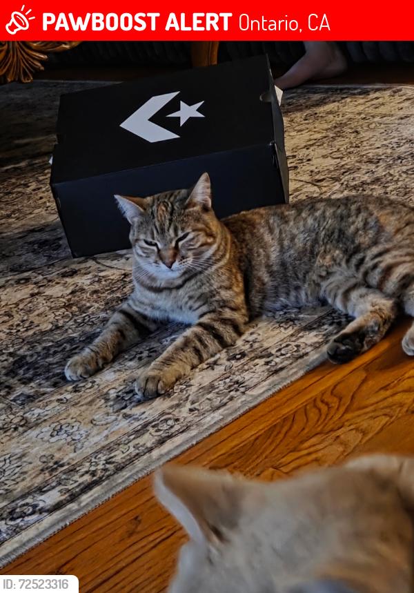 Lost Female Cat last seen Campus/Sultana , Ontario, CA 91764