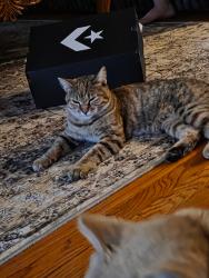 Lost Female Cat last seen Campus/Sultana , Ontario, CA 91764
