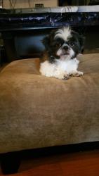 Lost Female Dog last seen Ferness Lane, Channelview, TX 77530