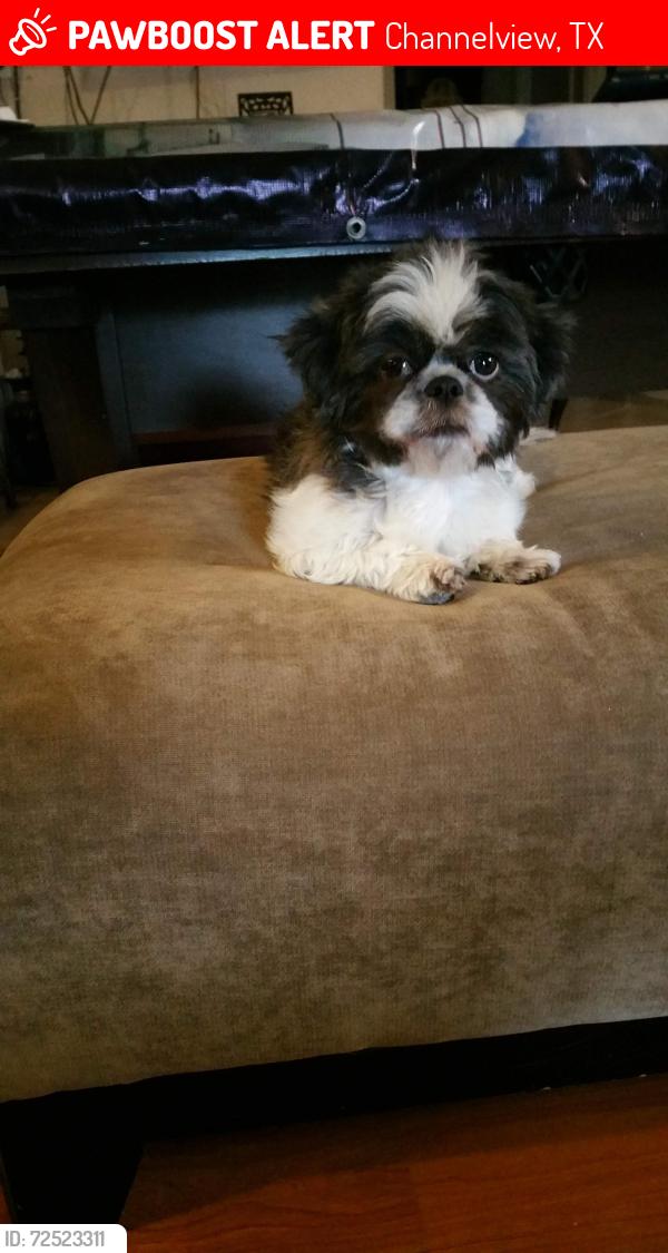 Lost Female Dog last seen Ferness Lane, Channelview, TX 77530