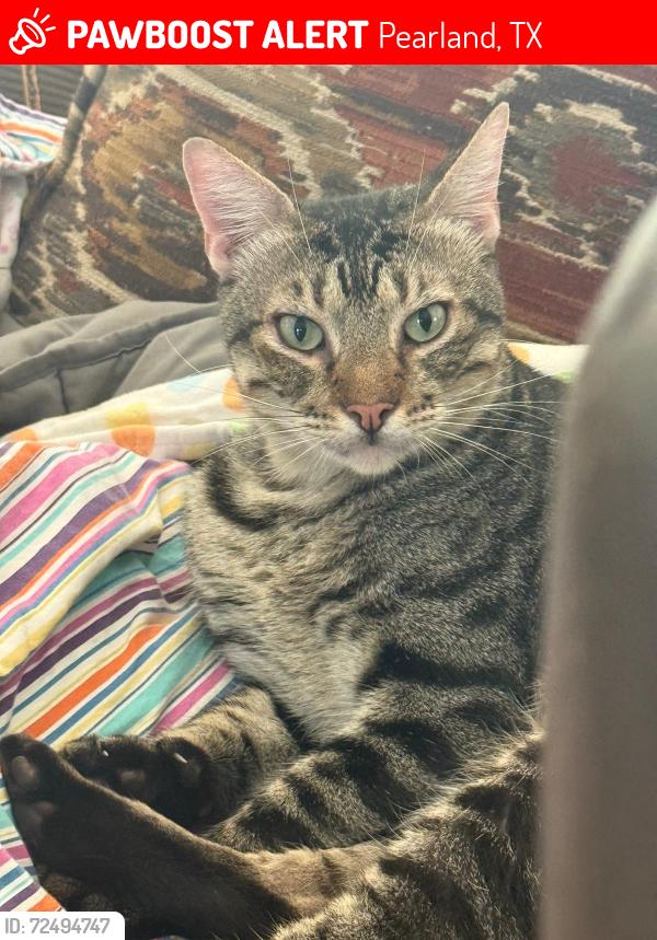 Lost Male Cat last seen Blakely Grove Lane and Laurel Leaf Lane, Pearland, TX 77581
