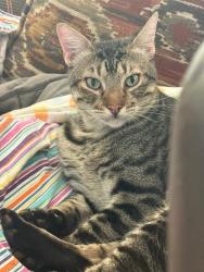 Lost Male Cat last seen Blakely Grove Lane and Laurel Leaf Lane, Pearland, TX 77581