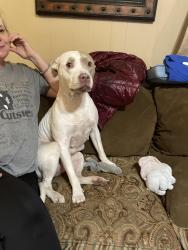 Found/Stray Female Dog last seen Gilcrease and Charles Page, Tulsa, OK 74127