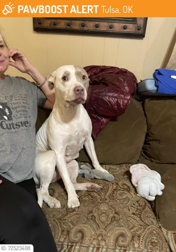 Found/Stray Female Dog last seen Gilcrease and Charles Page, Tulsa, OK 74127