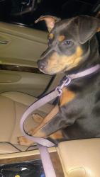Lost Female Dog last seen Santa Fe Ave and Tucker, Compton, CA 90221