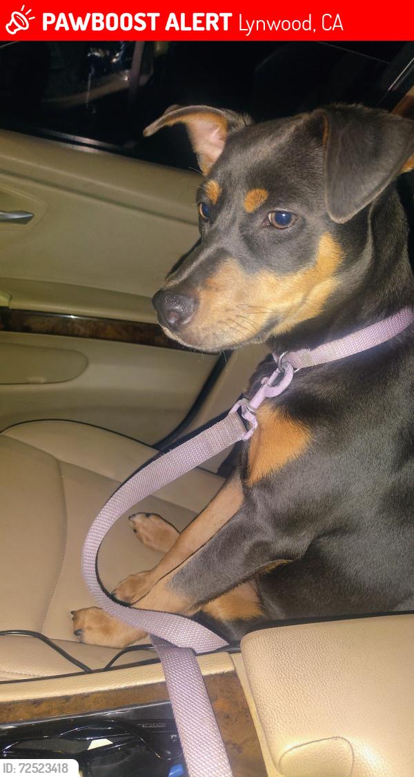 Lost Female Dog last seen Santa Fe Ave and Tucker, Compton, CA 90221