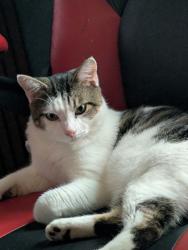 Lost Male Cat last seen Sheraton resort, Broadway at the beach, 29th av, oleander drive, carriage row , Myrtle Beach, SC 29577