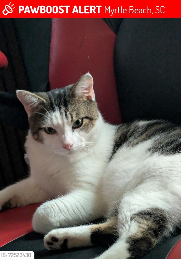 Lost Male Cat last seen Sheraton resort, Broadway at the beach, 29th av, oleander drive, carriage row , Myrtle Beach, SC 29577