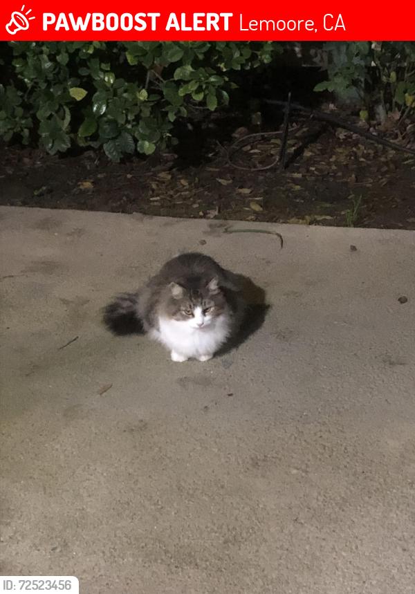 Lost Female Cat last seen Olive and Vine, Lemoore, CA 93245