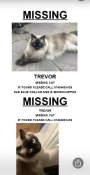 Lost Male Cat last seen BL7 , Bolton, England 