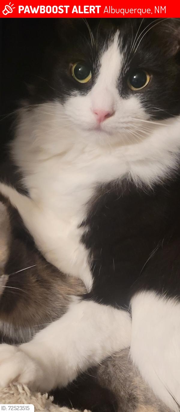Lost Male Cat last seen Menaul and San Mateo, Albuquerque, NM 87110