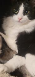 Lost Male Cat last seen Menaul and San Mateo, Albuquerque, NM 87110
