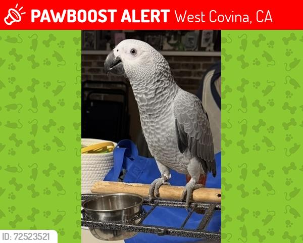 Lost Male Bird last seen Walnut Ave and Lucille Ave, West Covina, CA 91790