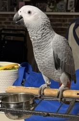 Lost Male Bird last seen Walnut Ave and Lucille Ave, West Covina, CA 91790