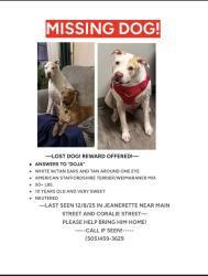 Lost Male Dog last seen Coralie and Main, Jeanerette, LA 70544