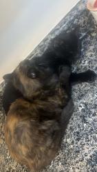 Lost Female Cat last seen Benz ave near rapid run and overlook , Cincinnati, OH 45238