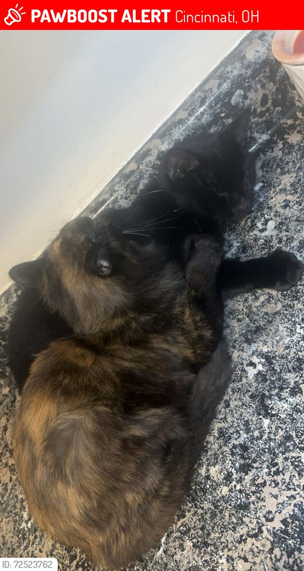 Lost Female Cat last seen Benz ave near rapid run and overlook , Cincinnati, OH 45238