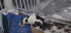 Found/Stray Unknown Cat last seen The Grove Midlothian VA, Midlothian, VA 23114