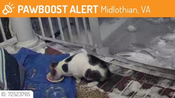 Found/Stray Unknown Cat last seen The Grove Midlothian VA, Midlothian, VA 23114
