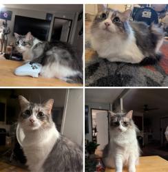 Lost Female Cat last seen 0ff915 joshua to homestead st and Hickory ct, Johnson County, TX 76058