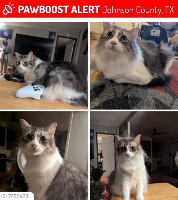 Lost Female Cat last seen 0ff915 joshua to homestead st and Hickory ct, Johnson County, TX 76058