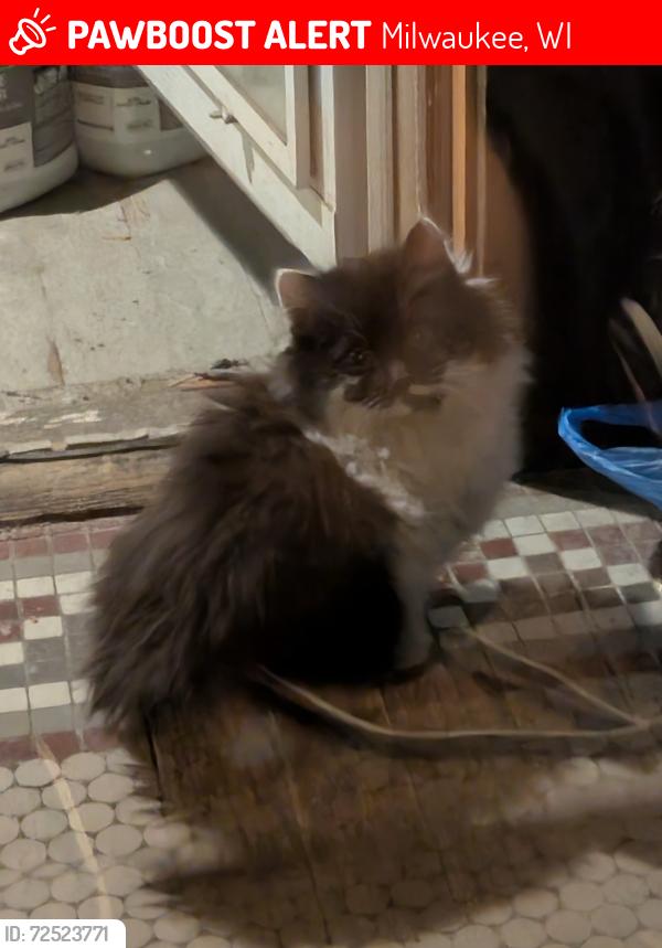 Lost Unknown Cat last seen State Street, Milwaukee, WI 53233