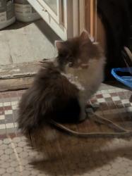 Lost Unknown Cat last seen State Street, Milwaukee, WI 53233