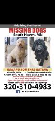 Lost Male Dog last seen Cty 15, Dassel, MN 55325