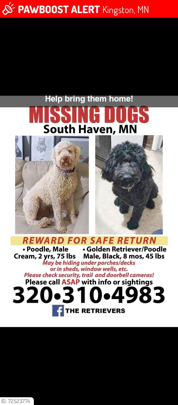 Lost Male Dog last seen Cty 15, Dassel, MN 55325